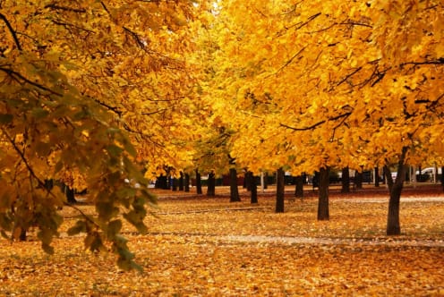 Kecskemét Széchenyiváros ősz